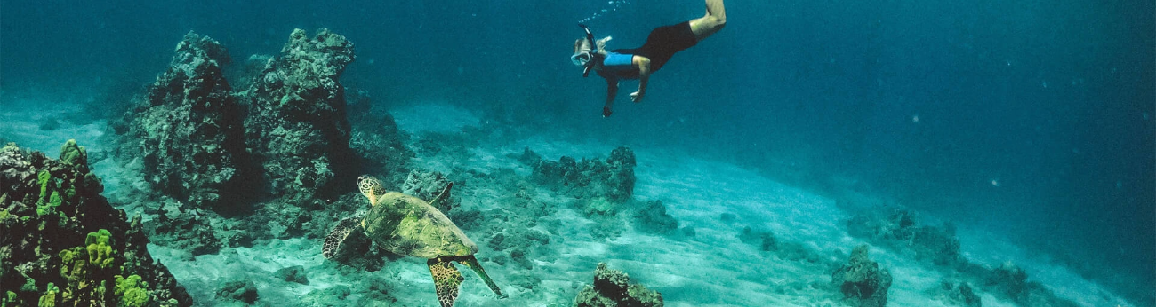 男性が亀と泳いでる
