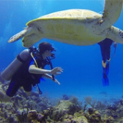 亀と男性が泳いでる